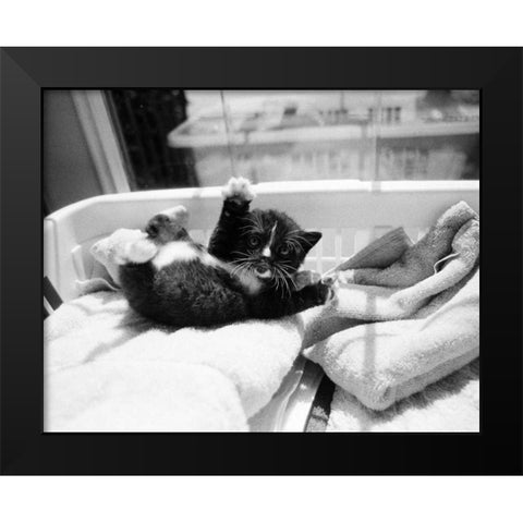 Kitten Laundry Black Modern Wood Framed Art Print by Levin, Kim