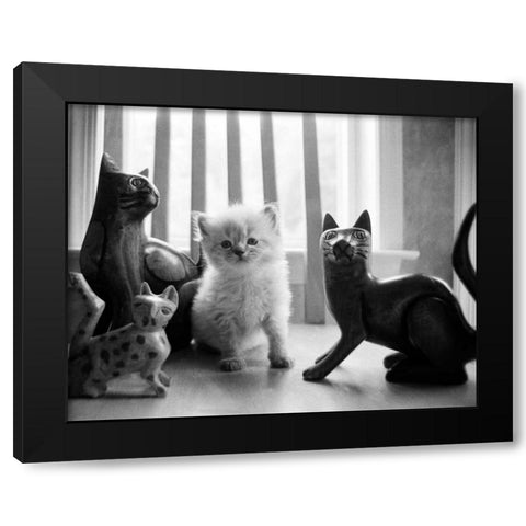 Ragdoll Kitten Black Modern Wood Framed Art Print by Levin, Kim