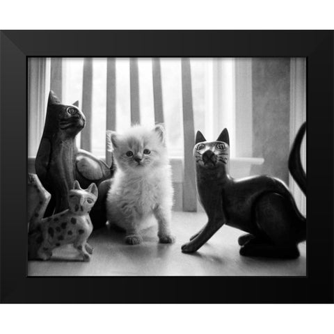 Ragdoll Kitten Black Modern Wood Framed Art Print by Levin, Kim