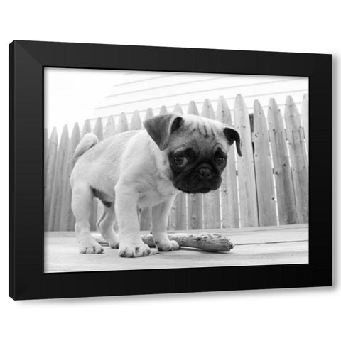 Bentley Black Modern Wood Framed Art Print by Levin, Kim