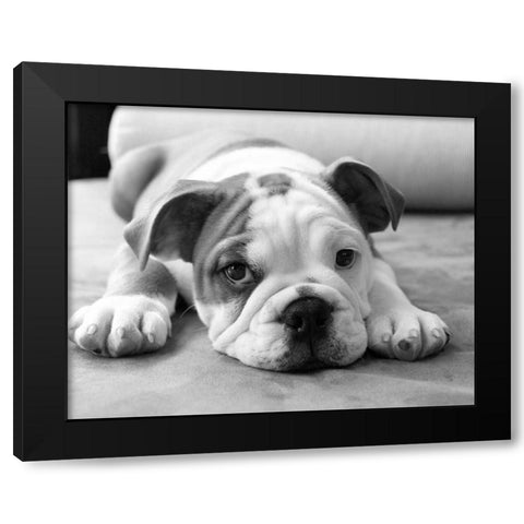 Bodhi Black Modern Wood Framed Art Print by Levin, Kim