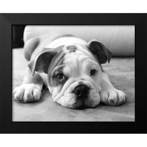 Bodhi Black Modern Wood Framed Art Print by Levin, Kim