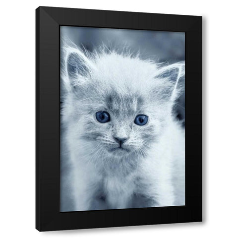 Blue Kitty Black Modern Wood Framed Art Print with Double Matting by Louise, Tracie