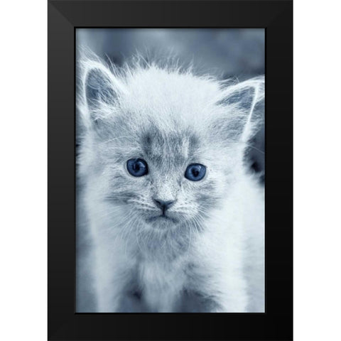 Blue Kitty Black Modern Wood Framed Art Print by Louise, Tracie