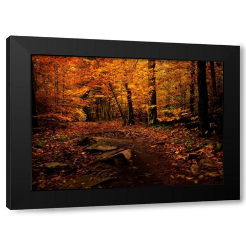 Autumn Path Black Modern Wood Framed Art Print with Double Matting by Mikaels, Natalie
