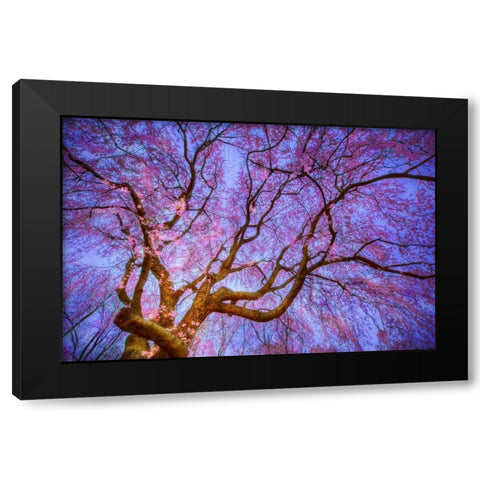 Weeping Cherry Black Modern Wood Framed Art Print with Double Matting by Mikaels, Natalie