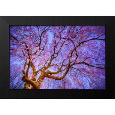 Weeping Cherry Black Modern Wood Framed Art Print by Mikaels, Natalie