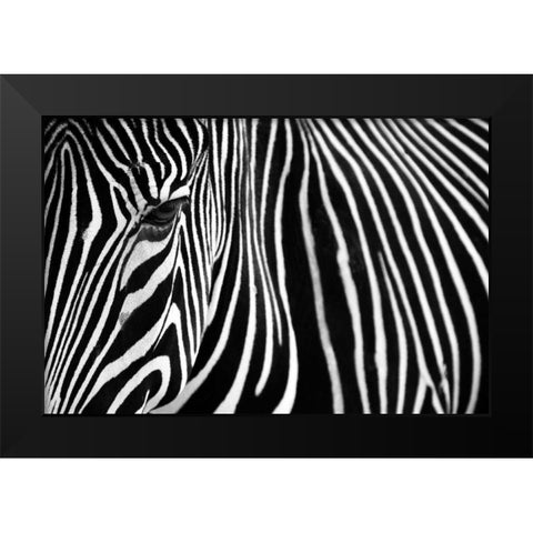 Zebra in Lisbon Zoo Black Modern Wood Framed Art Print by Mumford, Andy