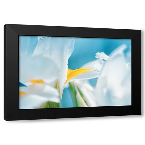 Vibrance Black Modern Wood Framed Art Print with Double Matting by Marie, Dina