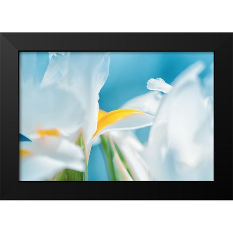 Vibrance Black Modern Wood Framed Art Print by Marie, Dina