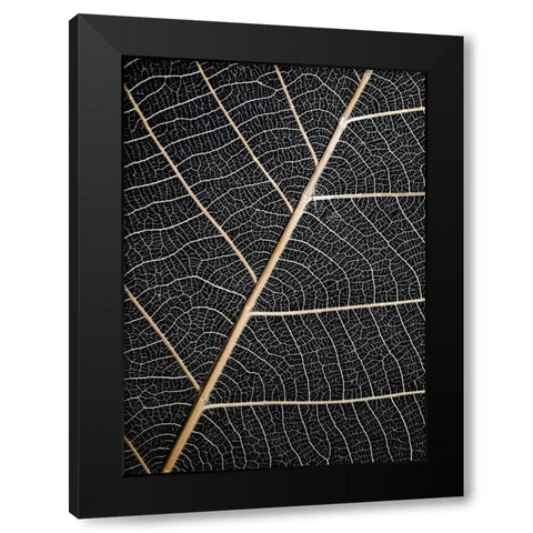 Leaf Veins Black Modern Wood Framed Art Print with Double Matting by Design Fabrikken