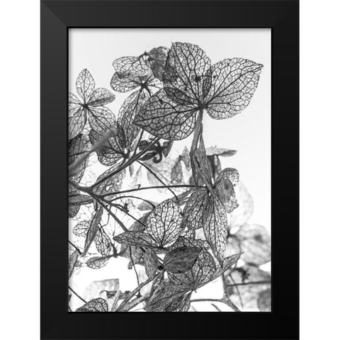 Leaf Composition Black Modern Wood Framed Art Print by Design Fabrikken