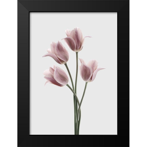 Tulips Pink Black Modern Wood Framed Art Print by Design Fabrikken
