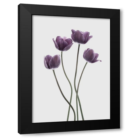 Tulips Purple Black Modern Wood Framed Art Print by Design Fabrikken