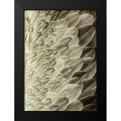 Volture II Black Modern Wood Framed Art Print by Design Fabrikken