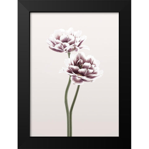 Cosmos 1 Black Modern Wood Framed Art Print by Design Fabrikken