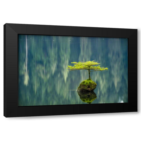 Fairy Lake Bonsai Black Modern Wood Framed Art Print by Oldford, Tim