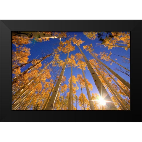 Winter Aspens Black Modern Wood Framed Art Print by ODell, Dale
