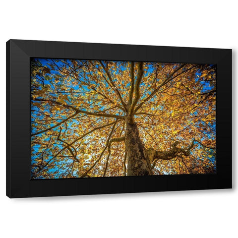 Fall Tree Black Modern Wood Framed Art Print with Double Matting by Oldford, Tim
