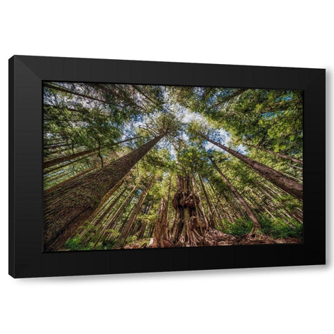 Avatar Grove Canopy Black Modern Wood Framed Art Print with Double Matting by Oldford, Tim