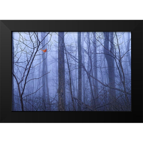 Red Cardinal in a Blue Forest Black Modern Wood Framed Art Print by ODell, Dale