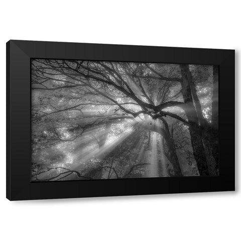 Forest Fog Black Modern Wood Framed Art Print by Oldford, Tim