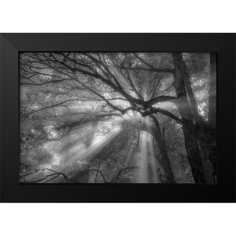 Forest Fog Black Modern Wood Framed Art Print by Oldford, Tim
