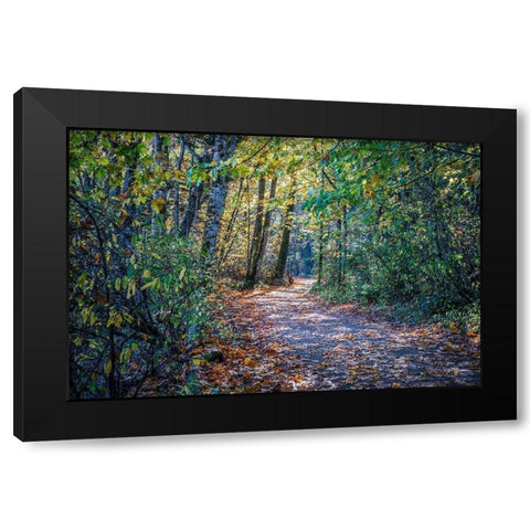 Fall Colours Black Modern Wood Framed Art Print by Oldford, Tim
