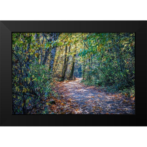 Fall Colours Black Modern Wood Framed Art Print by Oldford, Tim