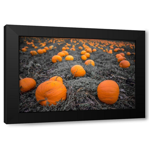 Sea of Pumpkins Black Modern Wood Framed Art Print by Oldford, Tim