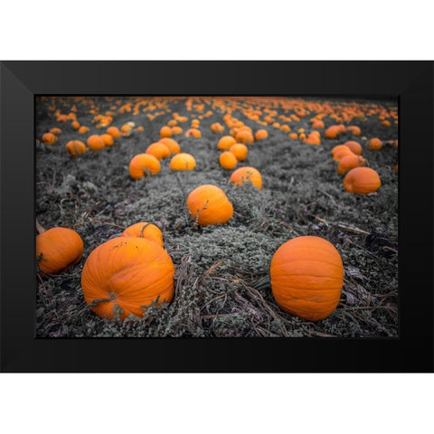 Sea of Pumpkins Black Modern Wood Framed Art Print by Oldford, Tim