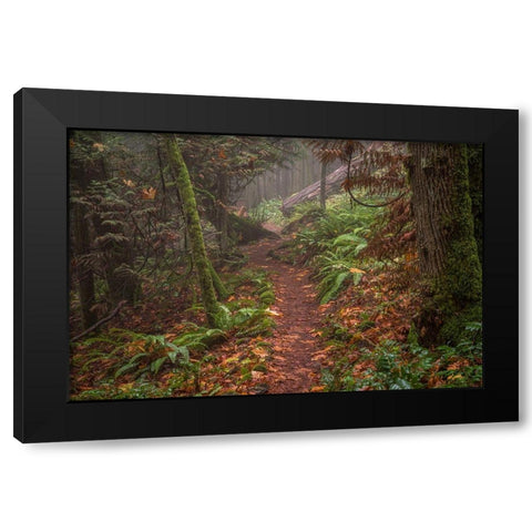 Forest Stroll Black Modern Wood Framed Art Print with Double Matting by Oldford, Tim
