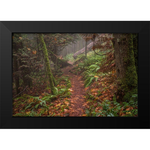 Forest Stroll Black Modern Wood Framed Art Print by Oldford, Tim