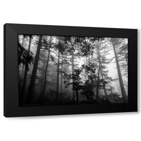 Misty Forest Black Modern Wood Framed Art Print with Double Matting by Oldford, Tim
