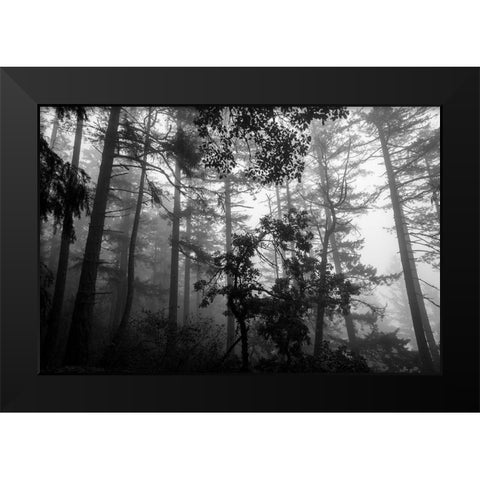 Misty Forest Black Modern Wood Framed Art Print by Oldford, Tim