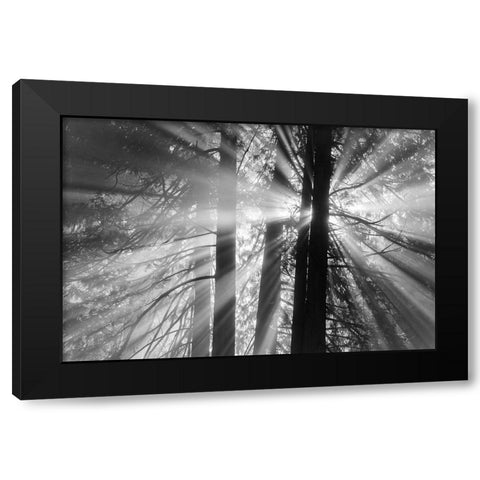 Rays Black Modern Wood Framed Art Print by Oldford, Tim