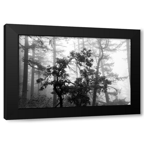 Foggy Trees Black Modern Wood Framed Art Print by Oldford, Tim