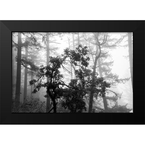 Foggy Trees Black Modern Wood Framed Art Print by Oldford, Tim