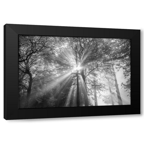The Trees Have Eyes Black Modern Wood Framed Art Print with Double Matting by Oldford, Tim