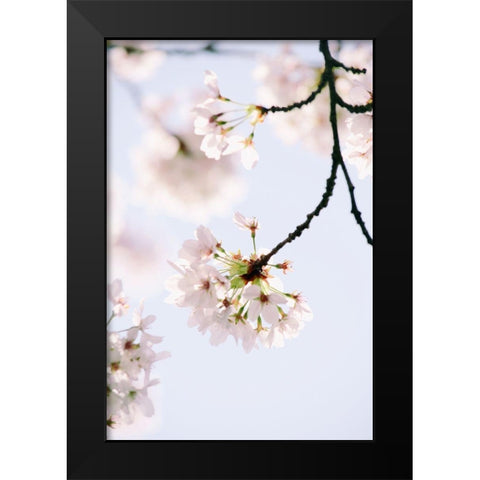 Paris Petals Black Modern Wood Framed Art Print by Okula, Carina