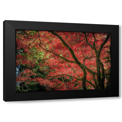 Autumn Beauty Black Modern Wood Framed Art Print by Oldford, Tim