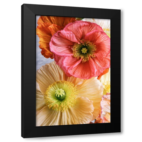 Spring Poppies Black Modern Wood Framed Art Print by Okula, Carina