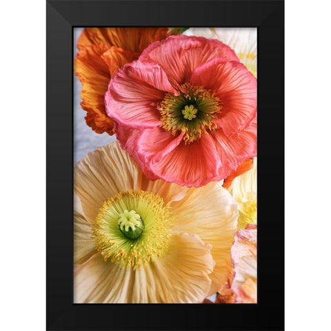 Spring Poppies Black Modern Wood Framed Art Print by Okula, Carina