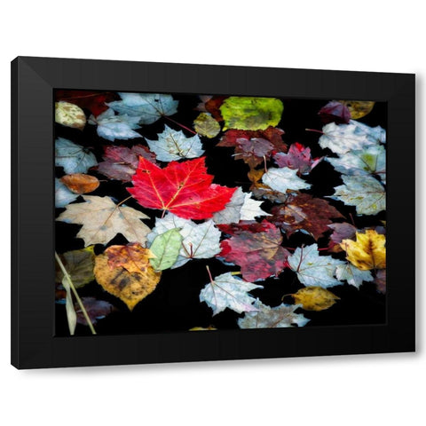 Autumn Leaves Black Modern Wood Framed Art Print with Double Matting by Pollard, David W.