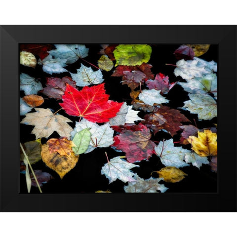 Autumn Leaves Black Modern Wood Framed Art Print by Pollard, David W.