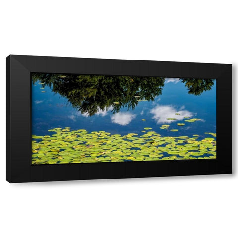 Water Lilies and Reflection Black Modern Wood Framed Art Print with Double Matting by Pollard, David W.
