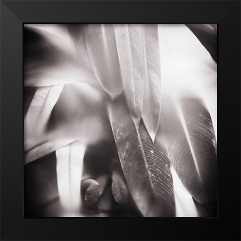 Evergreen No. 4 Black Modern Wood Framed Art Print by Pfrommer, Sven