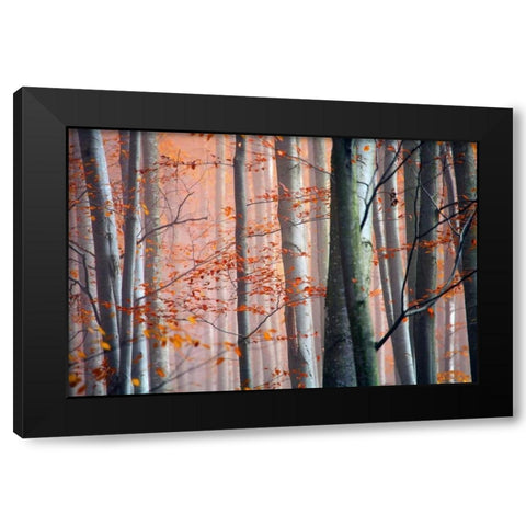 Autumn Woods Black Modern Wood Framed Art Print by PhotoINC Studio