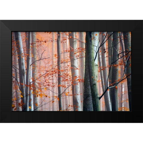 Autumn Woods Black Modern Wood Framed Art Print by PhotoINC Studio