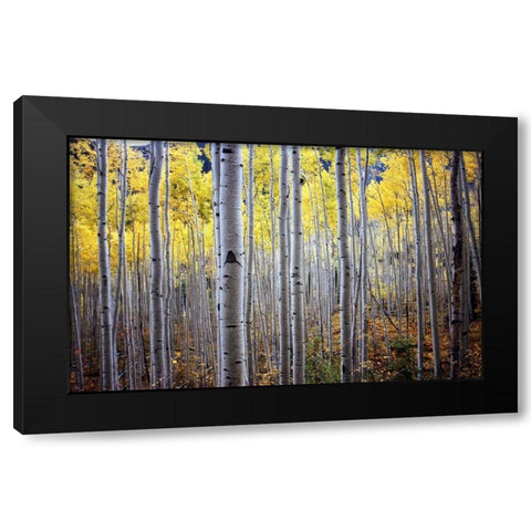 Birch Woods Black Modern Wood Framed Art Print by PhotoINC Studio